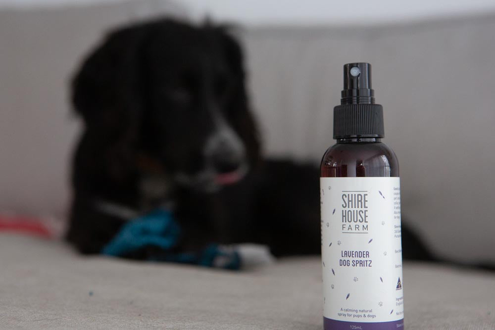 A dog blurred in the background, looking at a bottle of lavender dog spray