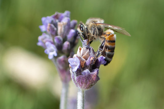 Lavender: More Than Just a Pretty Plant