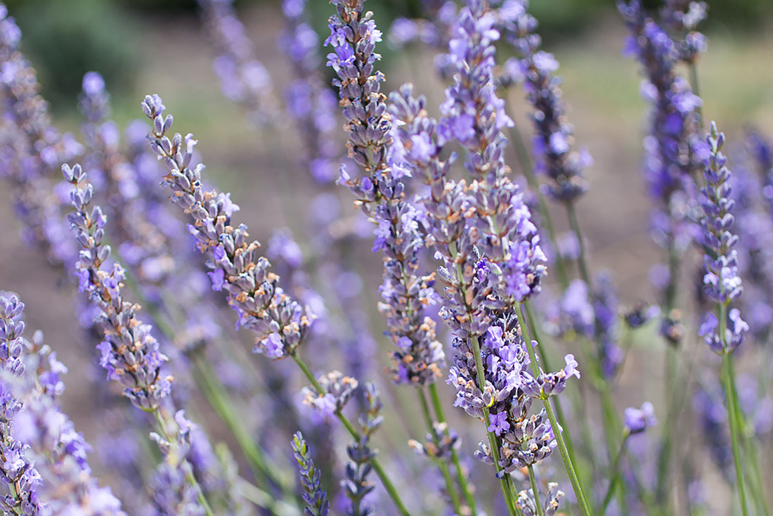 A cluster of flowering lavender stems