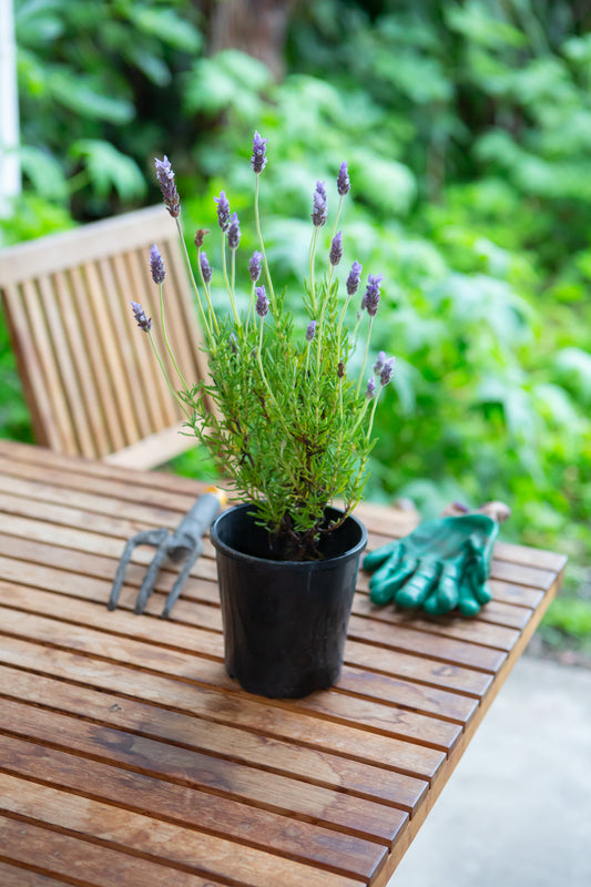 A lavender pot plant, with gardening gloves, ready for planting