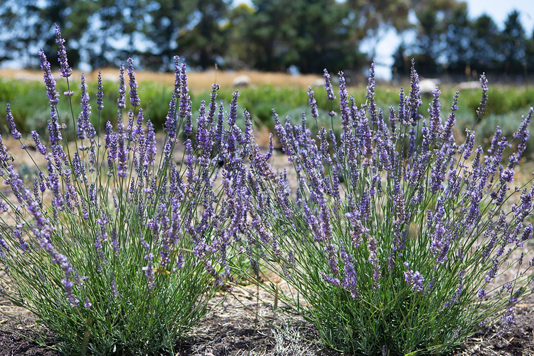 What Is A Botanical Farm, And Why Does It Matter?