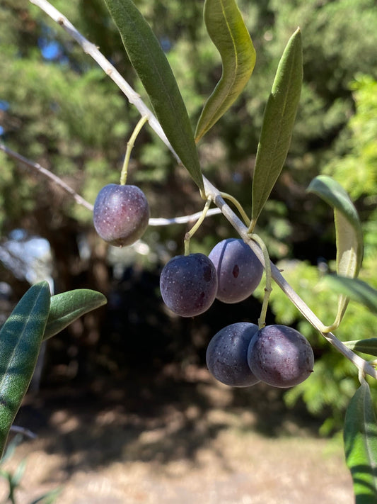 Our First Olive Harvest: Twenty Years in the Making