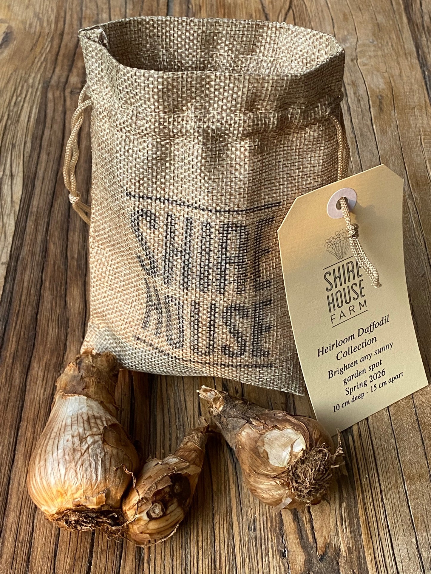 Daffodil Bulbs