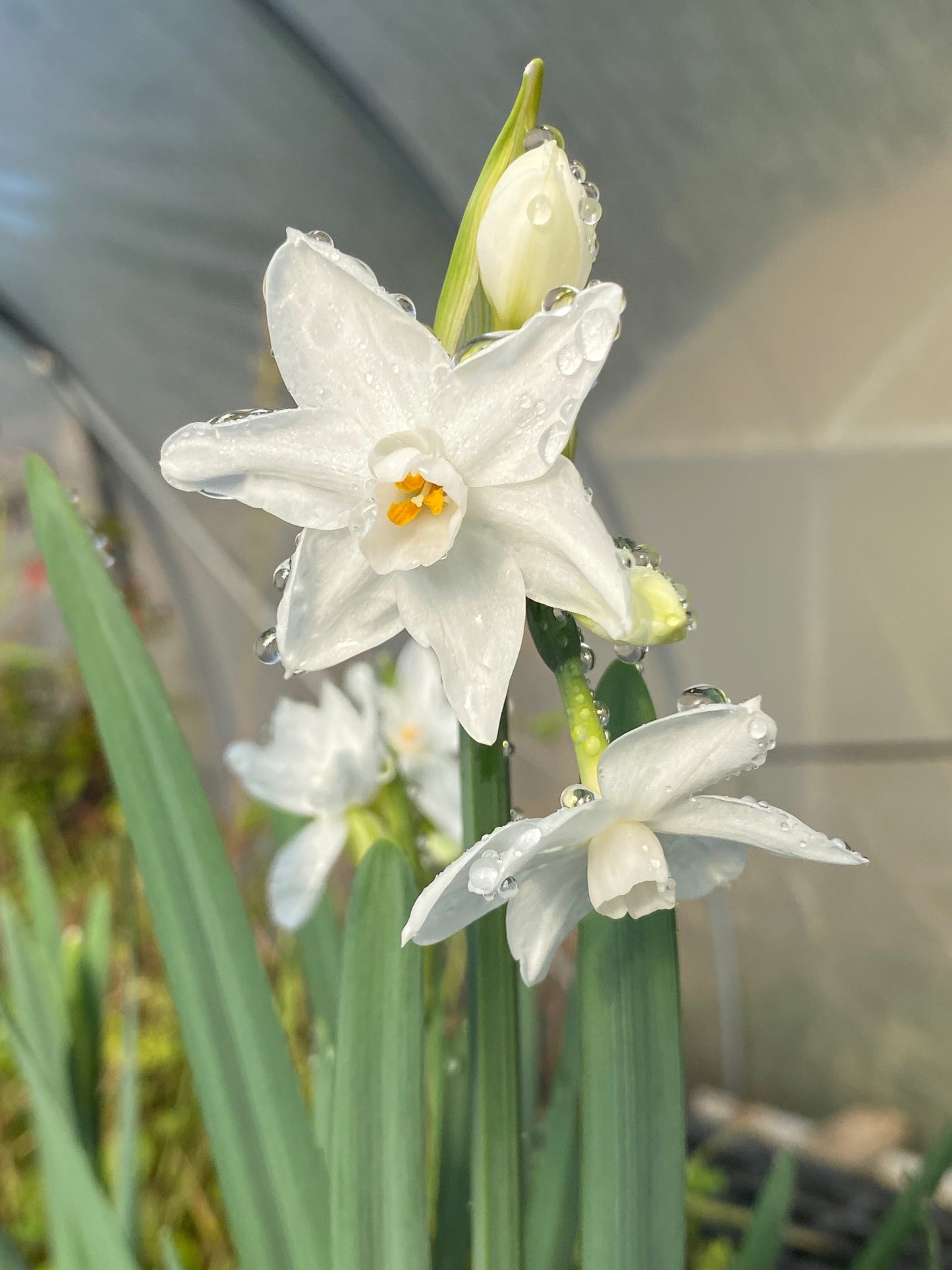 Daffodil - Jonquil