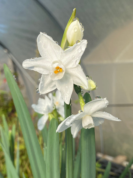 Daffodil - Jonquil