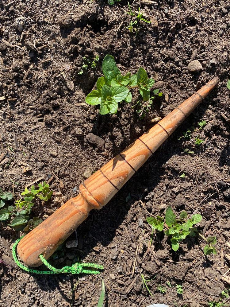 Wooden dibber lying on soil, next to a planted mint seedling