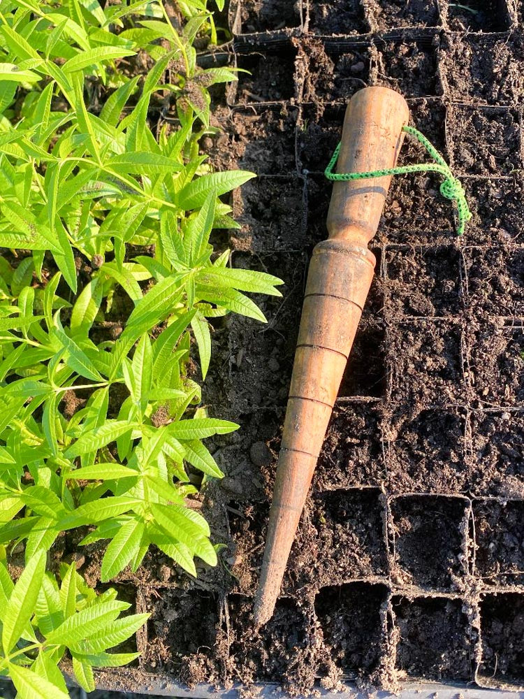 Wooden dibber lying on a tray of seedlings and soil