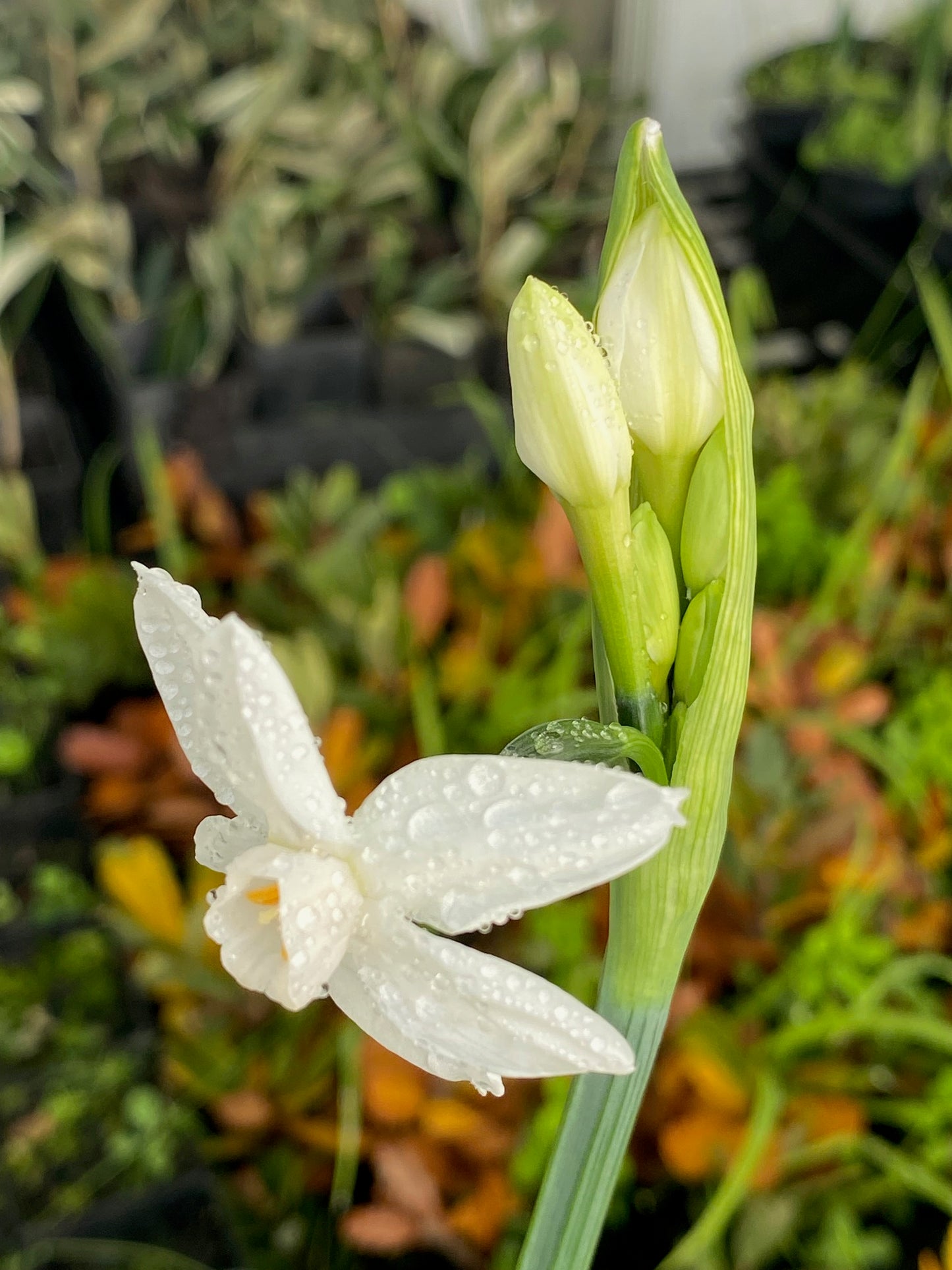 Daffodil - Jonquil