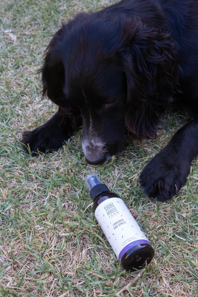A dog on the grass looking at a bottle of lavender spray
