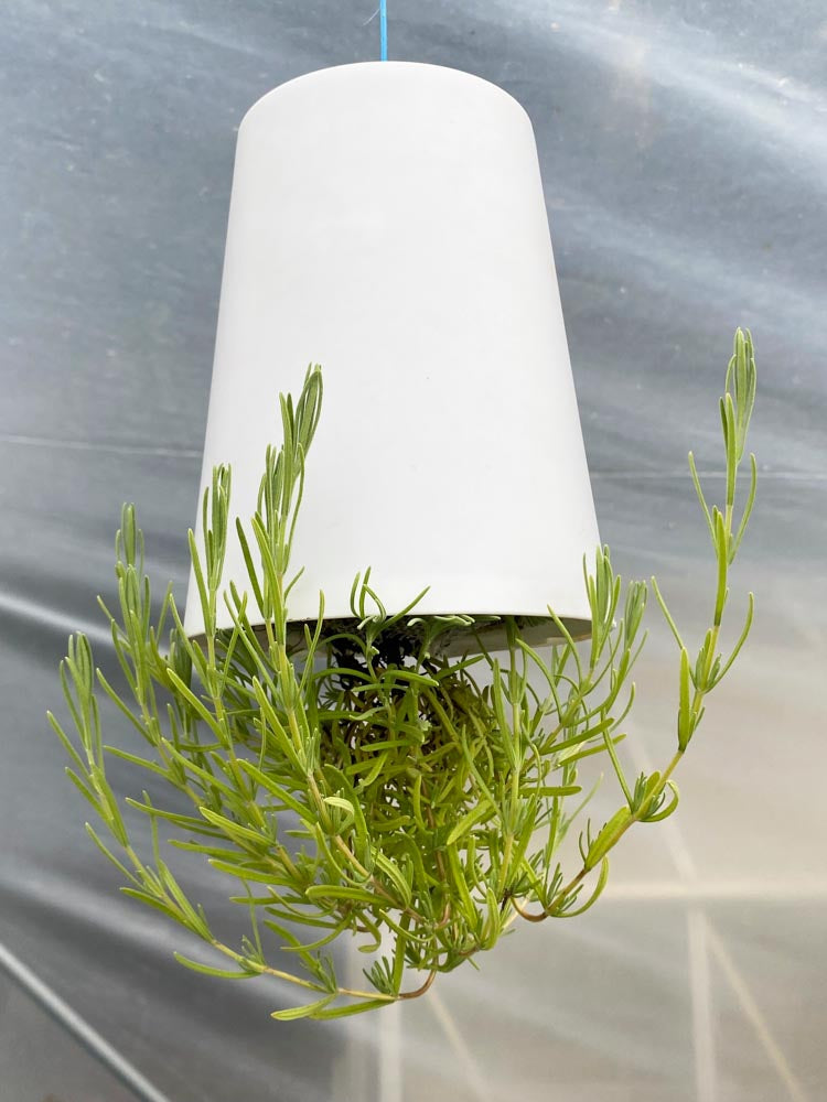 white pot plant with green foliage plant growing out of it, hanging upside down